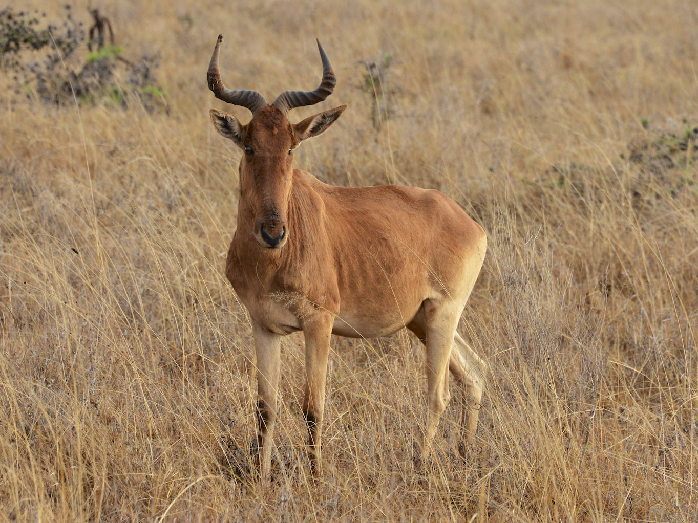 AFRICA: KENYA: A Hartebeest and stands defiant in the grassland of Nairobi National Park