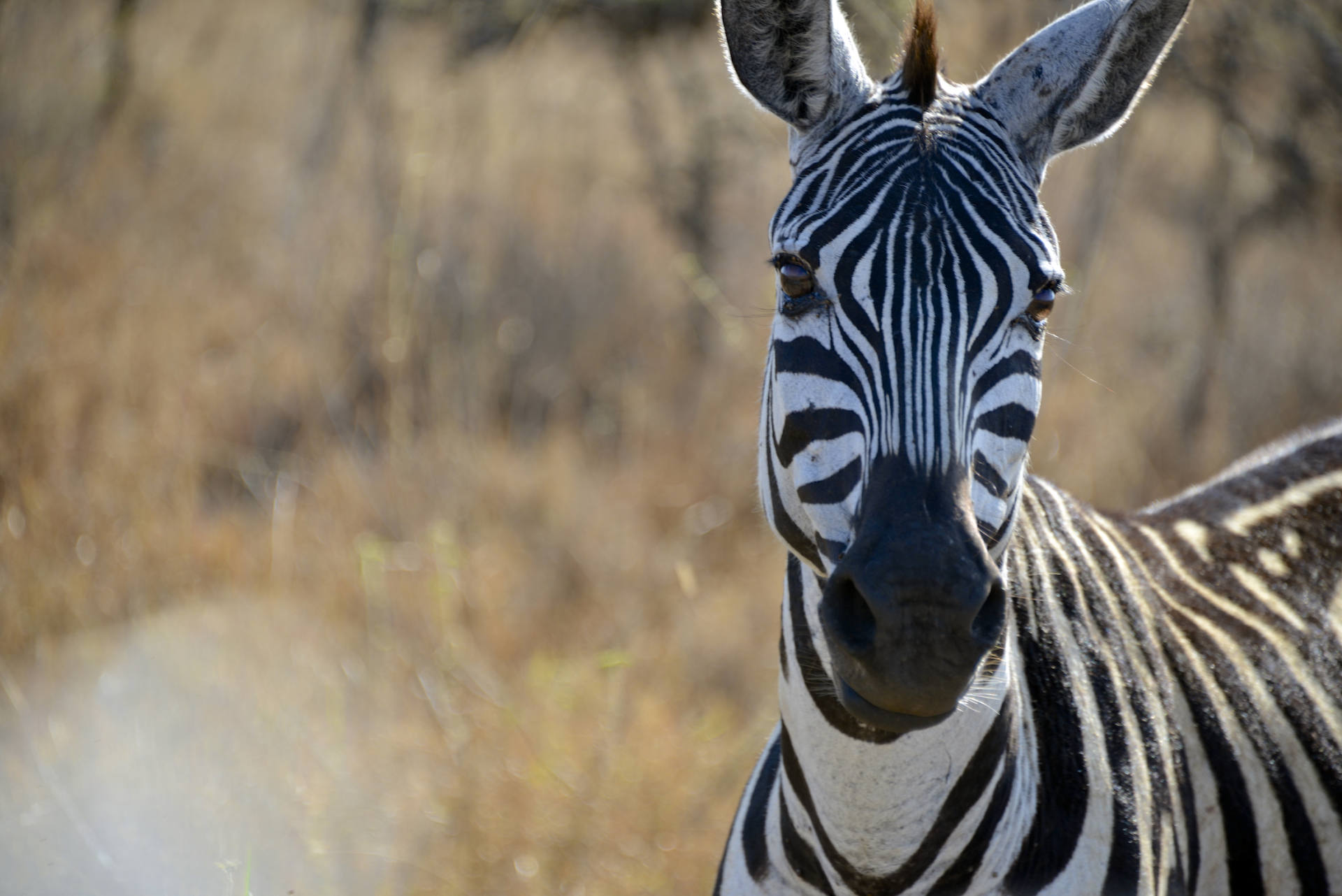 Africa: Kenya: A Zebra pauses to eat in Nairobi National Park