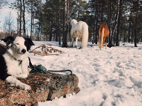 dog, icelandic horses, horses, horse riding sweden, icelandic horse riding, ofelas icelandic horse, kiruna,lapland  