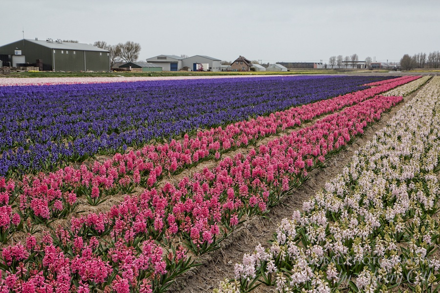 Holland Flower Fields