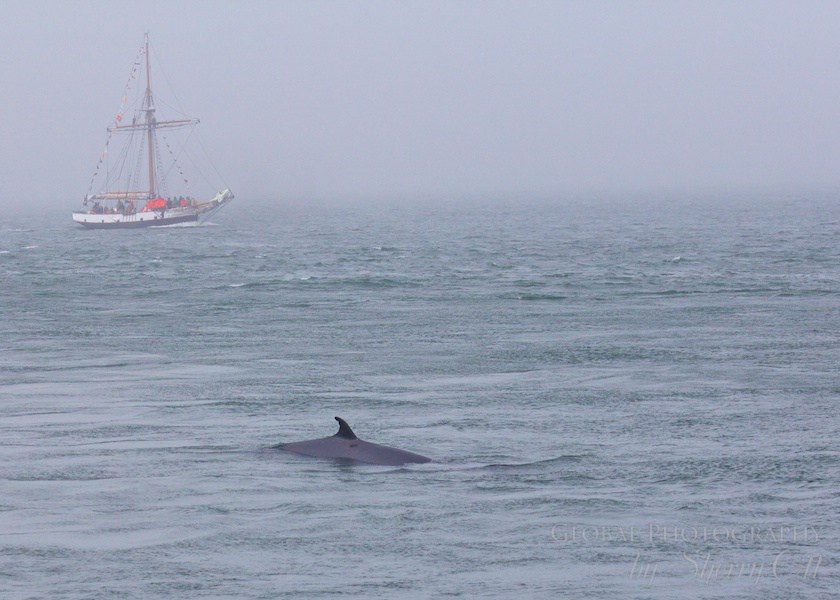Bay of Fundy Whale Watching