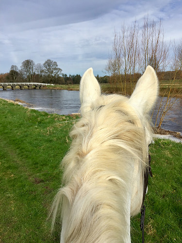 between two ears, life between the ears, horse riding mount juliet, irish draft horse, river nor, ireland