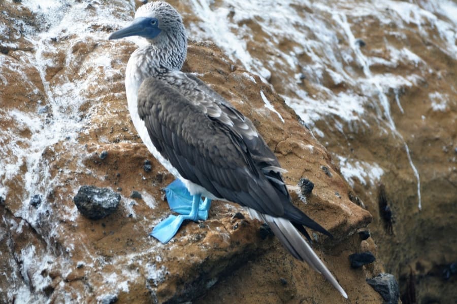 Blue-footed Booby perched on a Galapagos Island