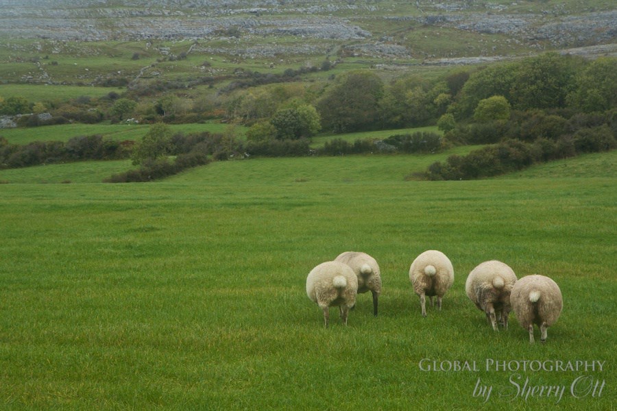 The Burren Ireland sheep