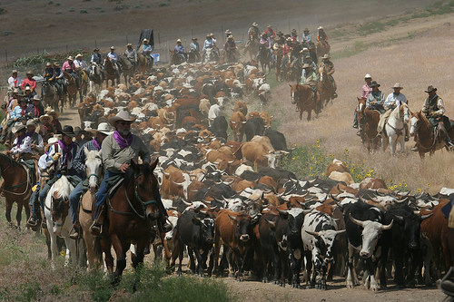 reno cattle drive, reno rodeo cattle drive, cowboys, cowgirls, reno, nevada, horseback ride 