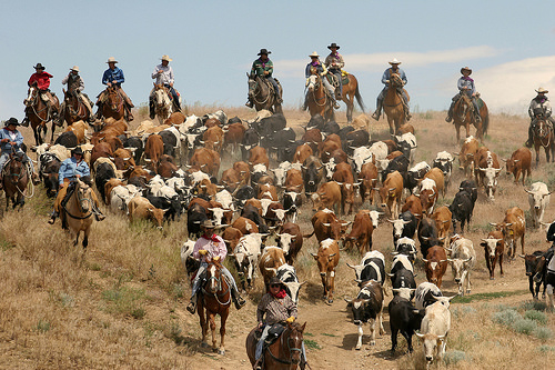 reno cattle drive, cattle, horses, cowboys, reno, nevada
