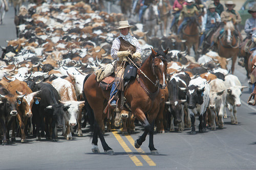 reno cattle drive, reno, nevada, horse, cowgirl, cows, cattle drive