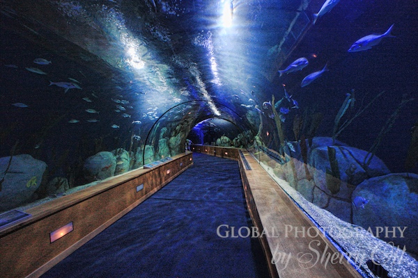 oceangraphic tunnel