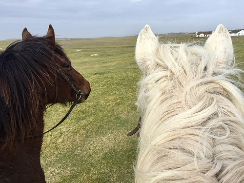 pony trekking, connemara, ireland, ballyconneely, the point pony trekking & horse centre, connemara ponies, horses