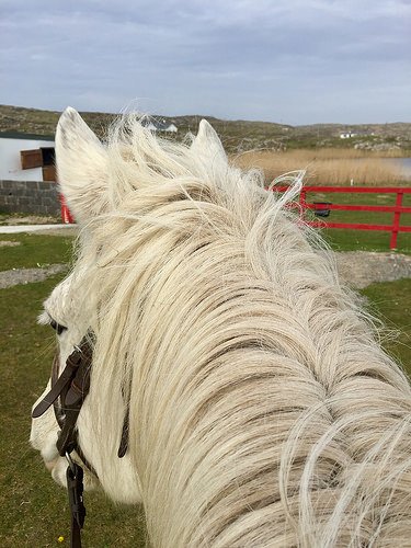 between the ears, connemara pony, horse, pony, the point pony trekking, county galway, ireland