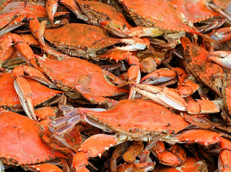 Maryland crabs - camerons seafood