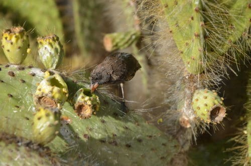 Galapagos finch dips into cactus flower