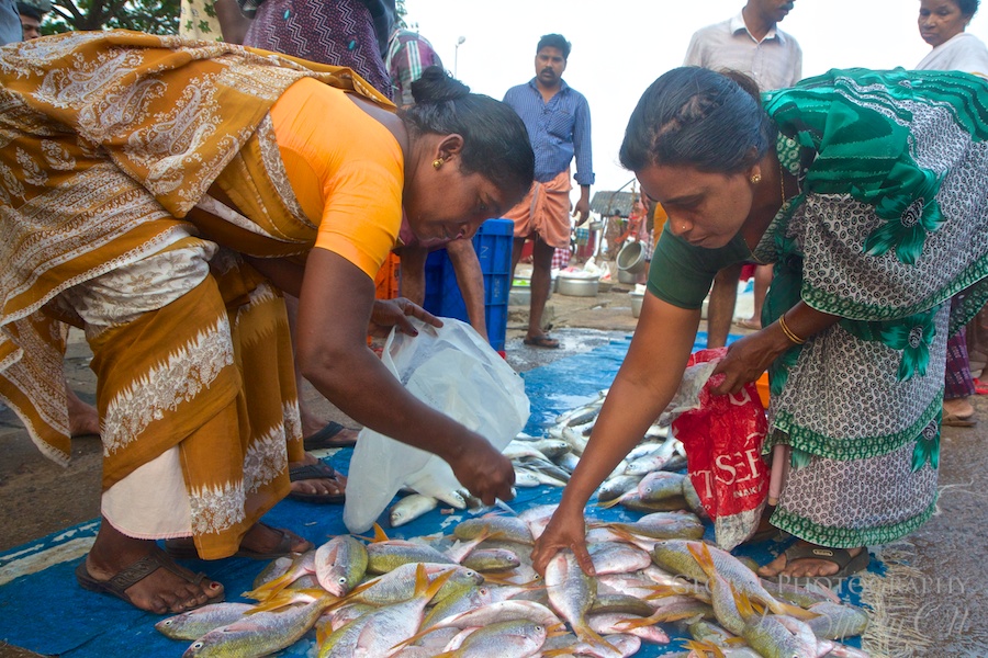 fish marketi india