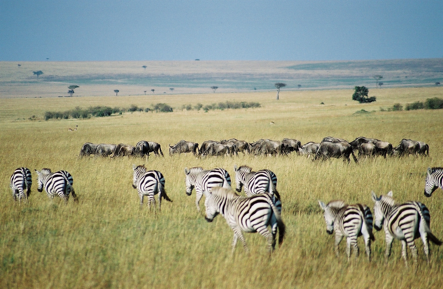 The Great Migrations, wildebeast migration, great migration, 