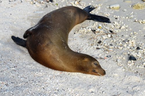 Happy seal dozes in the sun on a Galapagos Island 
