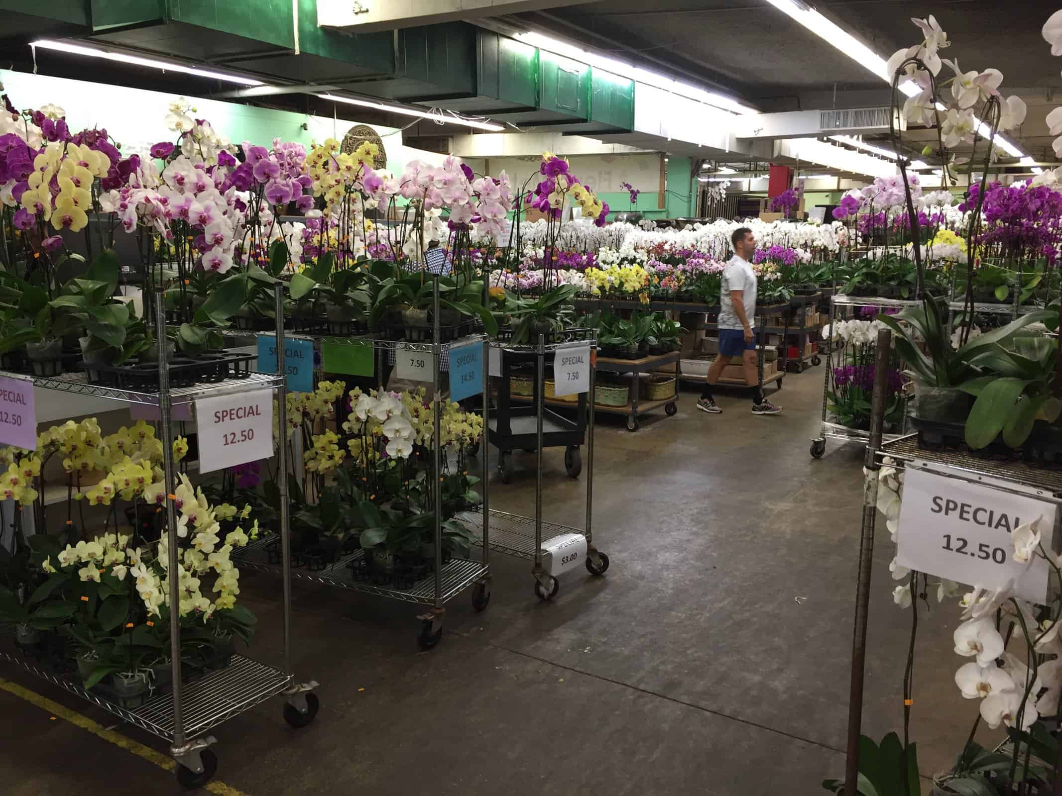 Orchids at Downtown LA Flower Market