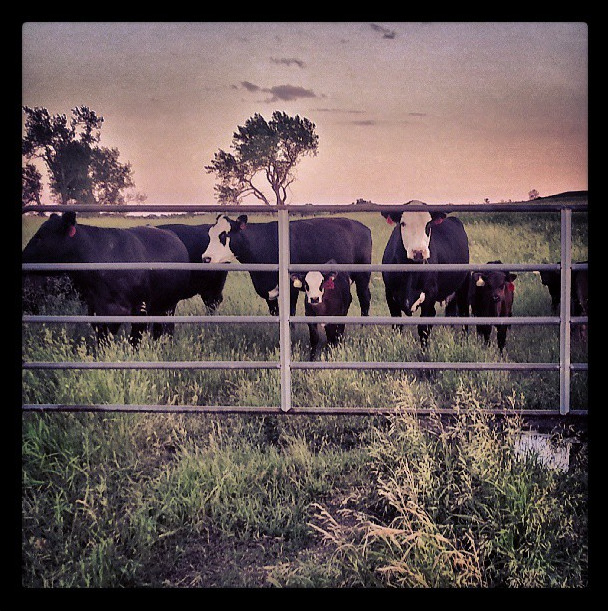 cows south dakota