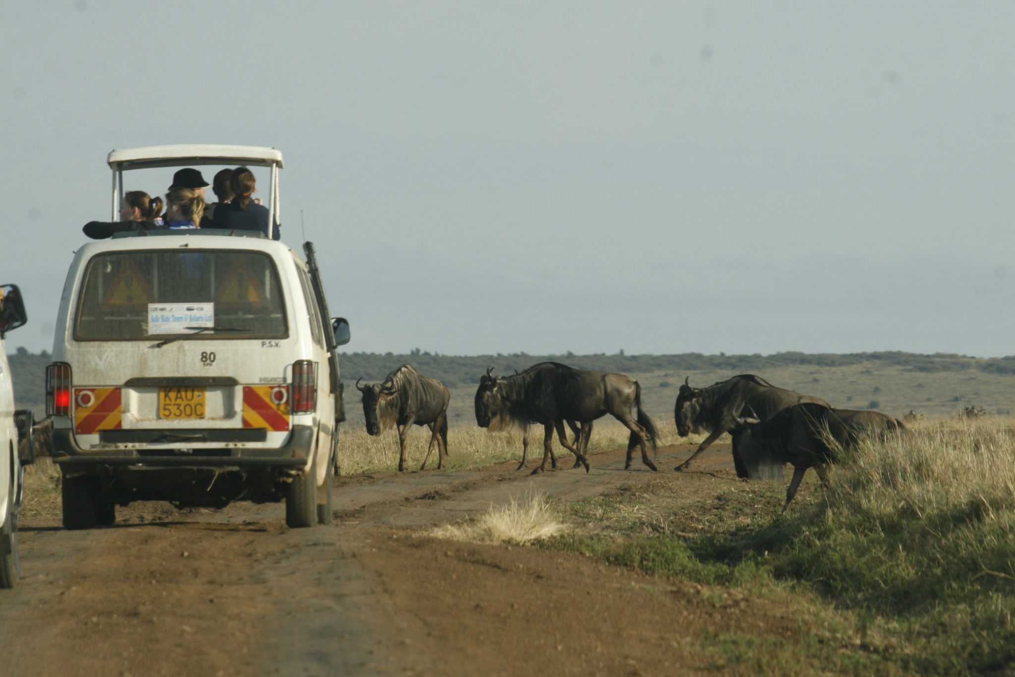 Safari in kenya, safari in africa, african safari