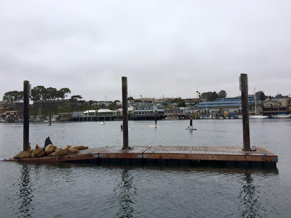 Sea lions like to loll around, Morro Bay, California
