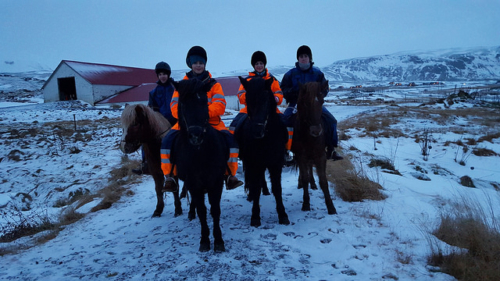 icelandic horse riding, icelandic horseback riding, icelandic pony ride, horse, iceland