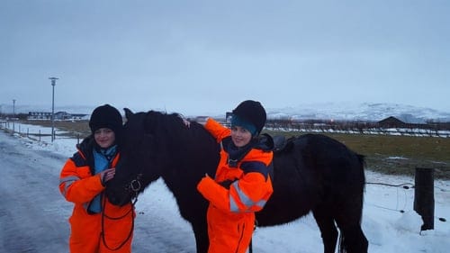 Reykjavík horse riding, icelandic horse, iceland, horse riding, horse riding tour