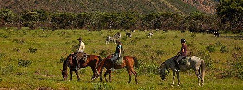 safari horses, south africa, 