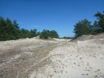 The Forest and dunes at Słowiński National Park