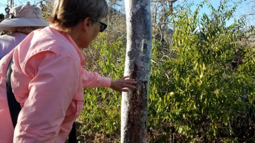 A tourist touches the sap of the palo santo tree 