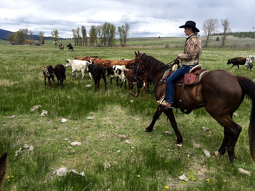 cowgirl, the resort at paws up, cattle drive, paws up, horseback riding, missoula, montana