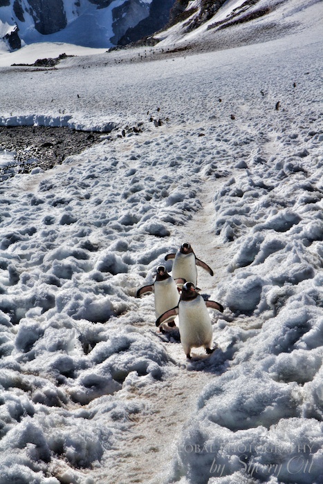 Penguins always have the right of way in Antarctica