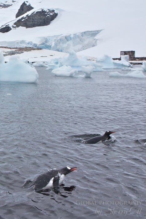 Penguins taking a dip