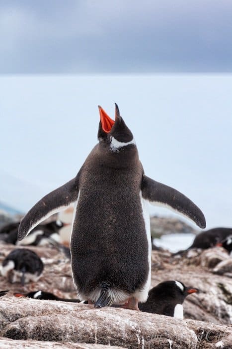 Penguin yell