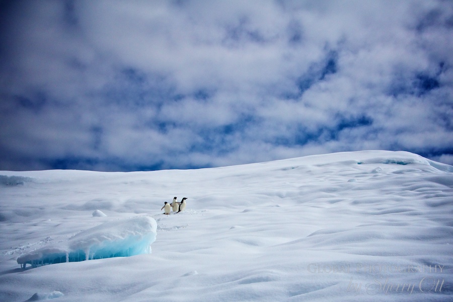 Penguins look tiny on a giant iceberg
