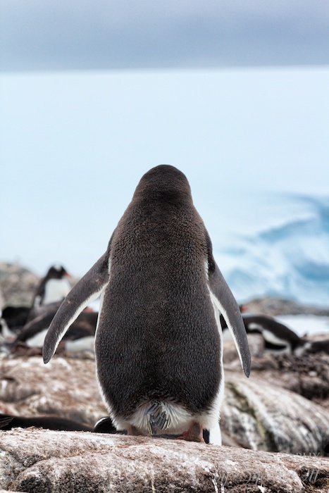 Baby Got Back - Penguin rear view