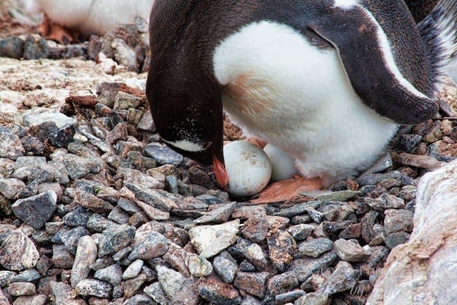 Penguin protecting eggs