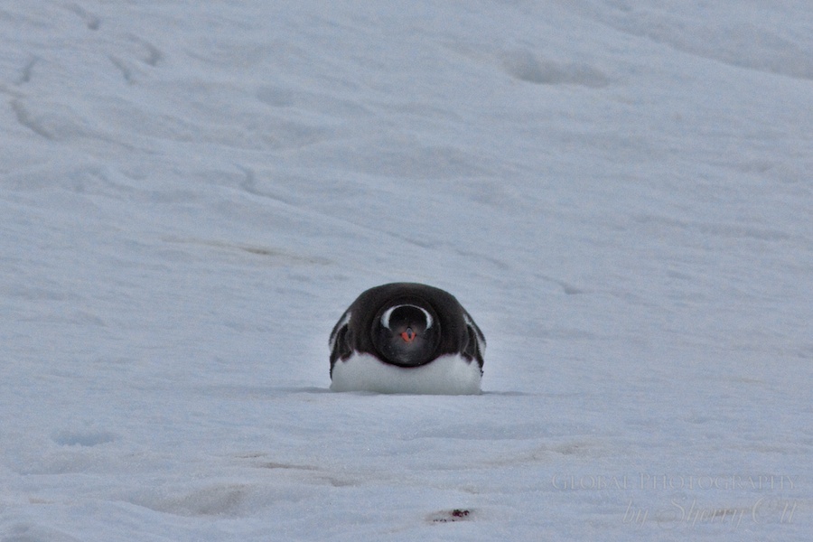 Penguin head on