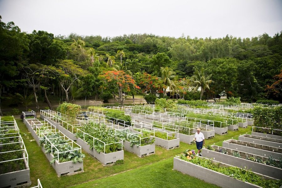 Solar Farm on Turtle Island