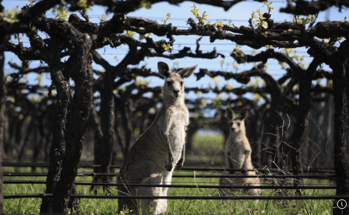 kangaroos in the vineyards, Hunter Valley