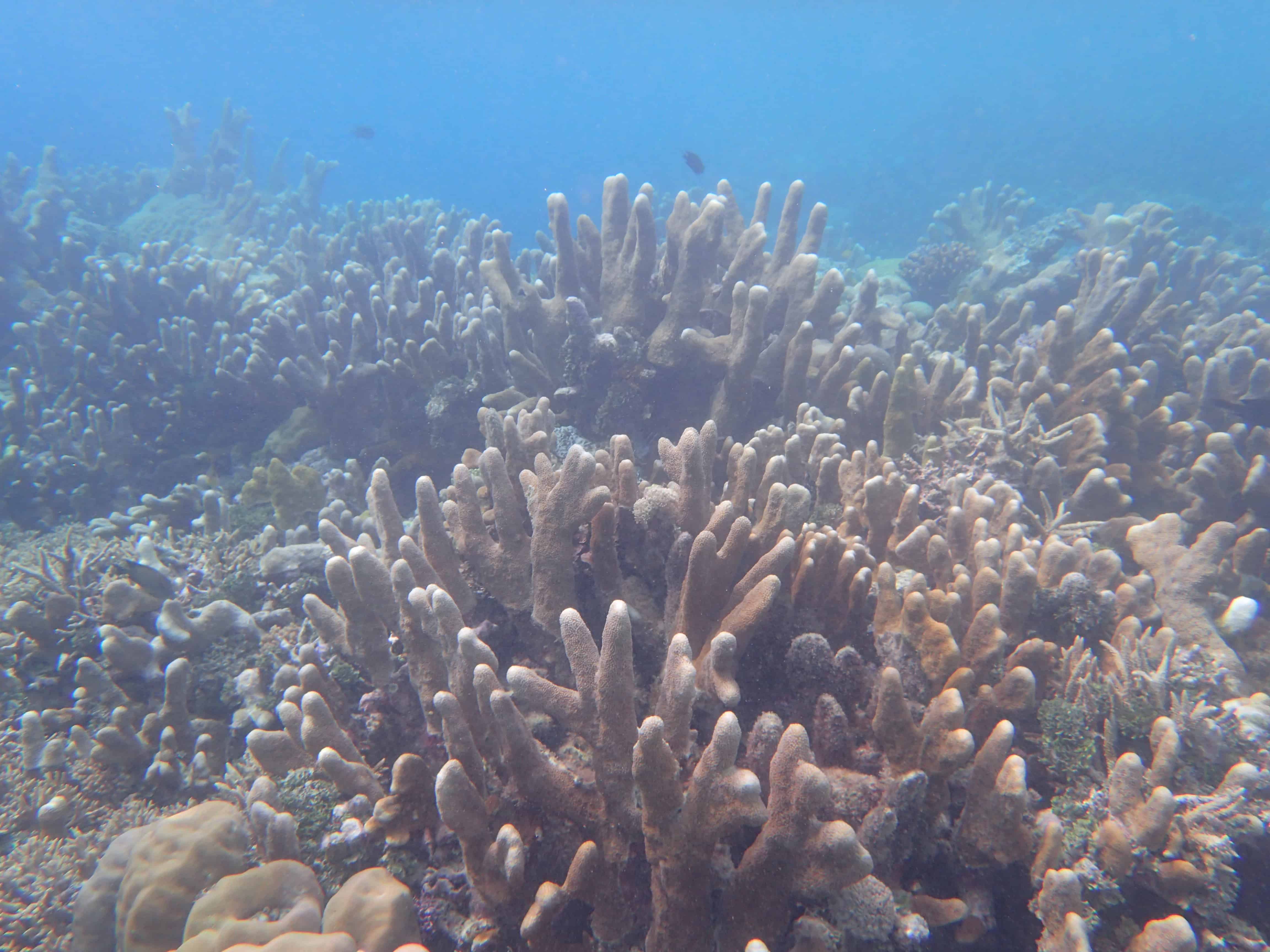 Reef in the Solomon Islands snorkeling