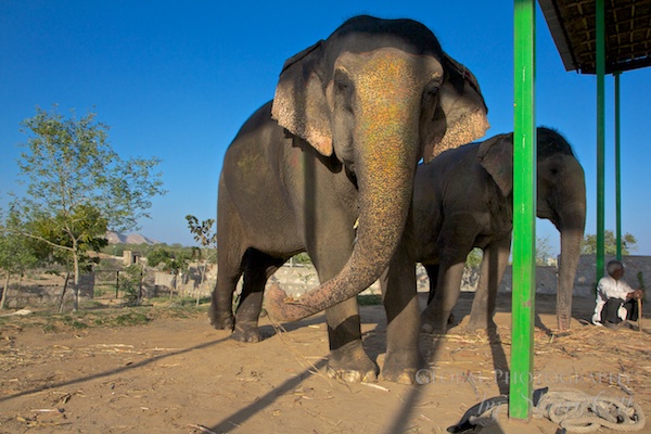 elephant park jaipur