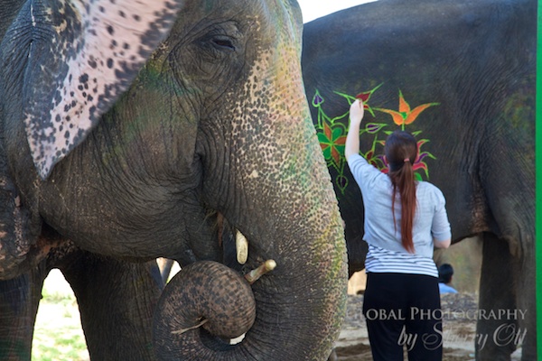 painted elephants jaipur