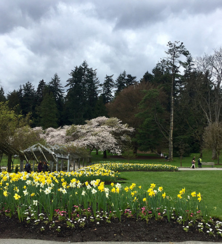 daffodils, flowers, stanley park, vancouver, british columbia, canada