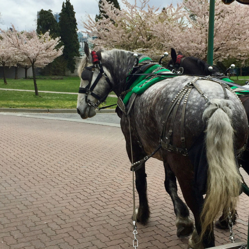 percheron horses, cherry blossoms, stanley park, vancouver, british columbia, canada, horse carriage