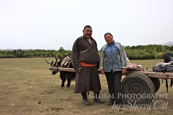 ox cart mongolia