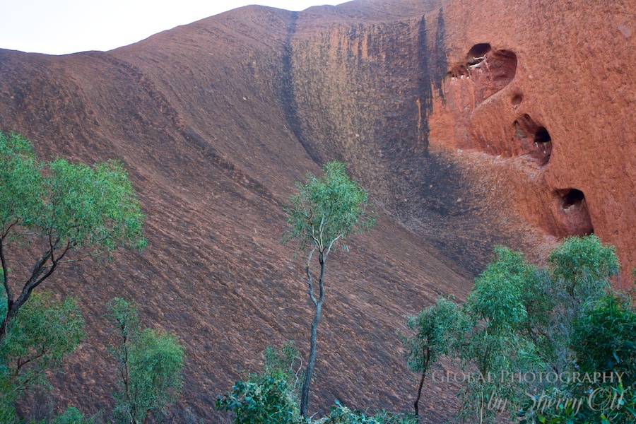 Uluru trees