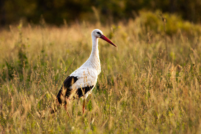 White-stork