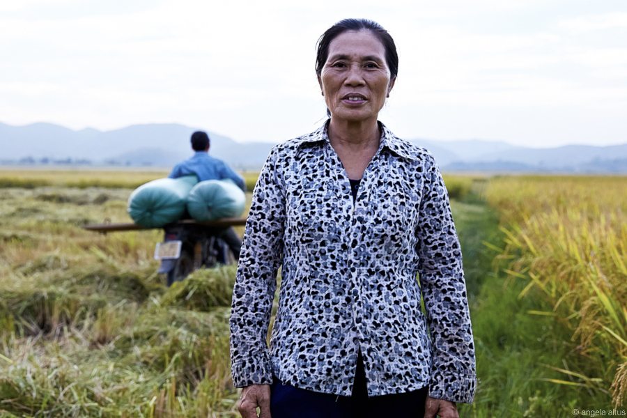 woman harvesting rice in Vietnam