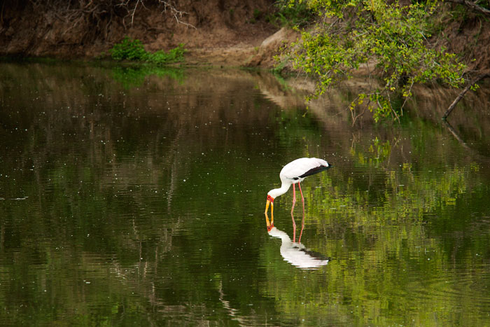 Yellow-billed-stork-reflection