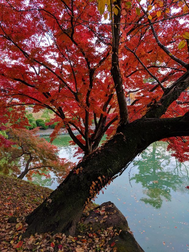 Autumn Guide to Japan