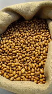 beans_UN_Food-and-Agriculture-Organization_USAID_Freidman_Tufts